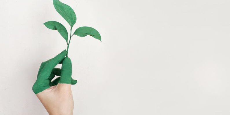 Sustainable Fashion - Person's Left Hand Holding Green Leaf Plant